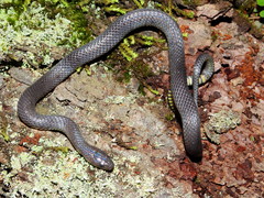 Geophis incomptus