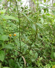 Zanthoxylum asiaticum