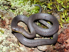 Geophis incomptus