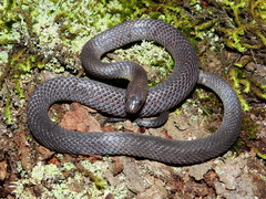 Geophis incomptus