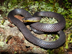 Geophis incomptus