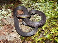 Geophis incomptus