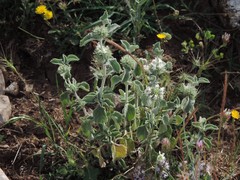 Marrubium incanum