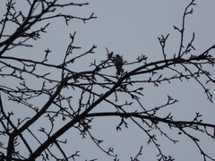 Passer montanus