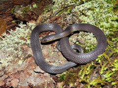 Geophis incomptus