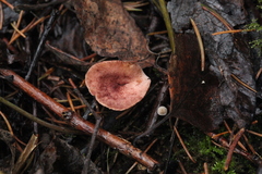 Lactarius spinosulus