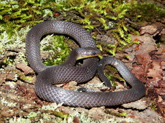 Geophis incomptus