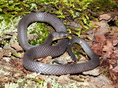 Geophis incomptus