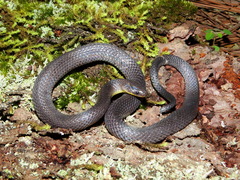 Geophis incomptus