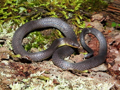 Geophis incomptus