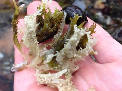 Rock Cress (Petrocallis)