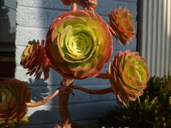 Aeonium