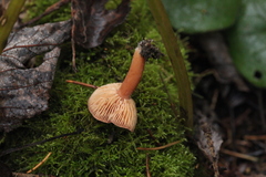 Lactarius spinosulus