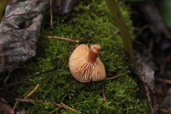 Lactarius spinosulus