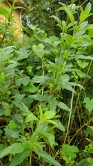 Lippia alba