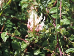 Trifolium incarnatum molinerii
