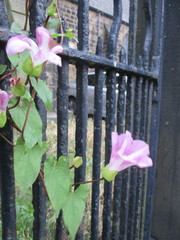 Calystegia × pulchra