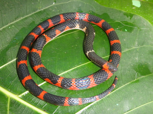 Chiapas Earth Snake