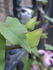 Calystegia × pulchra