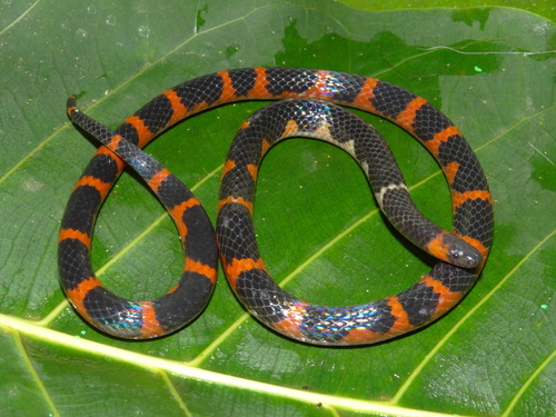 Photo of a Chiapas Earth Snake (Geophis cancellatus)