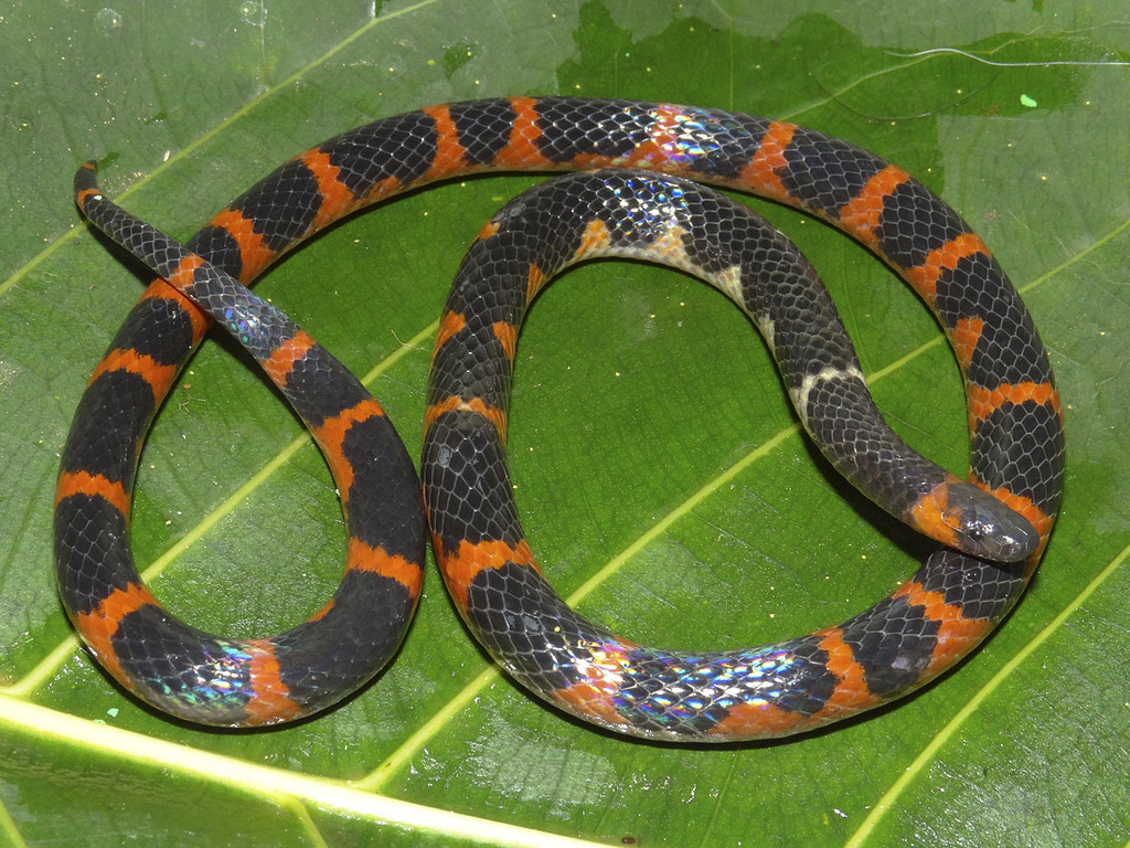 Chiapas Earth Snake