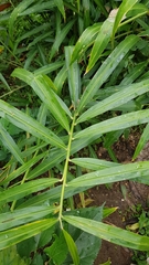 Zingiber officinale