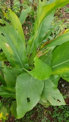Curcuma longa
