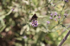 Viola minor