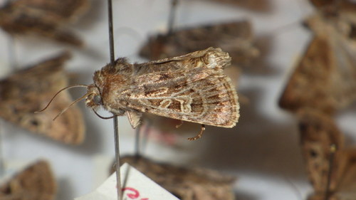 Chersotide ocellée (La)