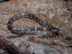 Guerreran Earth Snake photo 2
