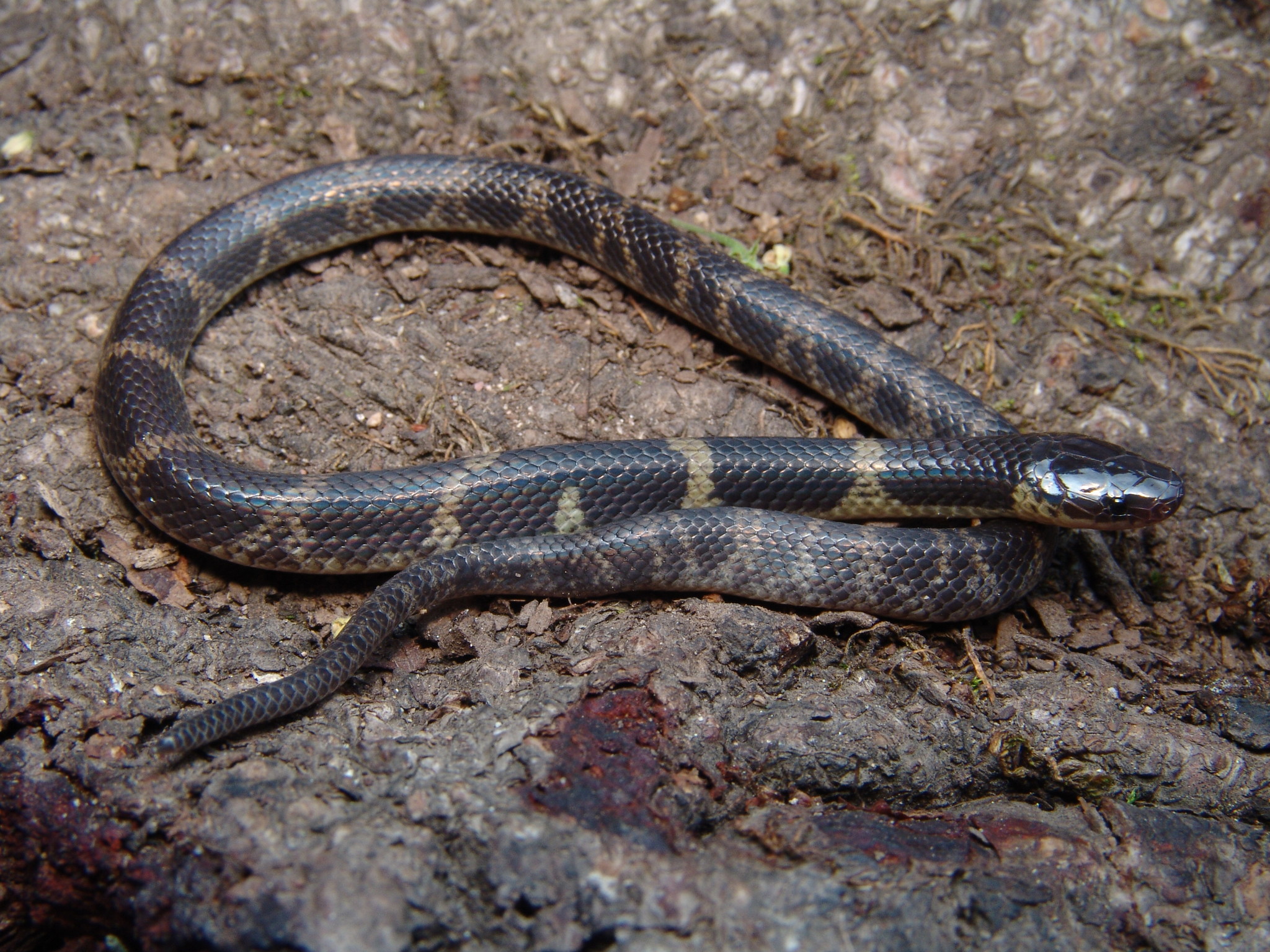 Guerreran Earth Snake photo 4