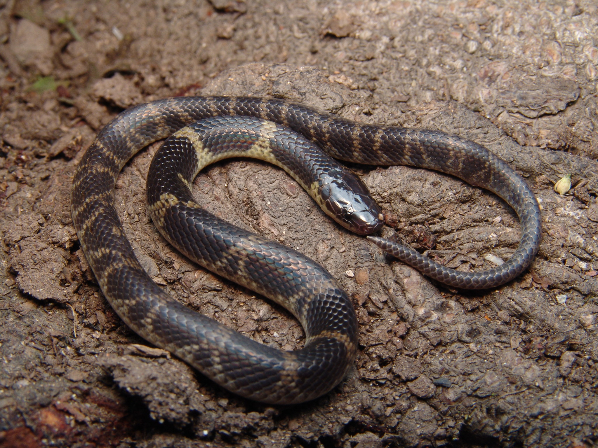 Guerreran Earth Snake photo 5
