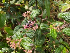 Miconia urticoides