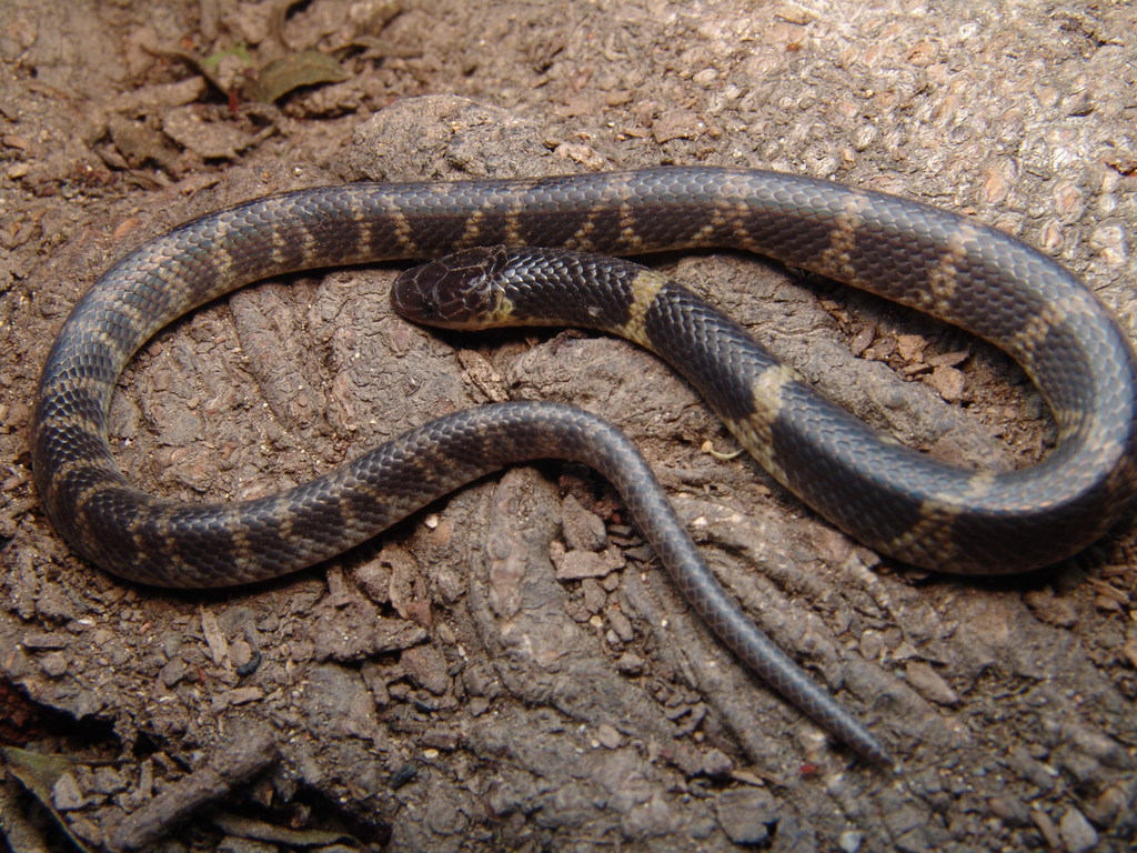 Guerreran Earth Snake