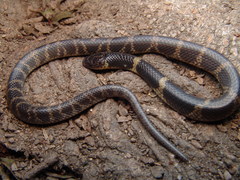 Guerreran Earth Snake photo 1