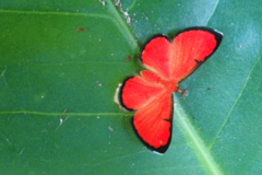 Mesene phareus