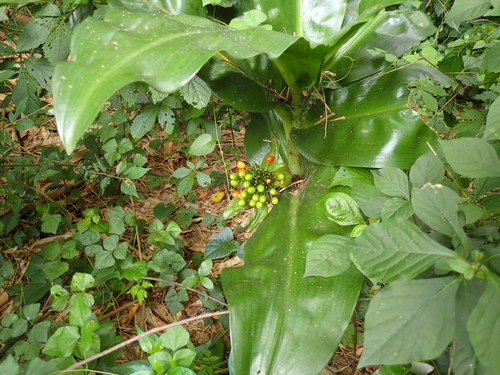 Scadoxus multiflorus