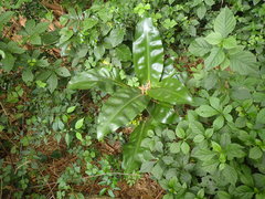 Scadoxus multiflorus katharinae
