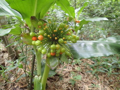 Scadoxus multiflorus katharinae