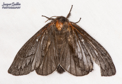 Gloveria arizonensis