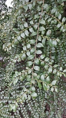 Ziziphus oenopolia