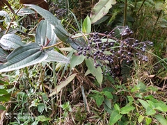 Miconia asclepiadea