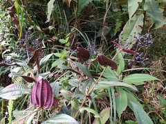 Miconia asclepiadea