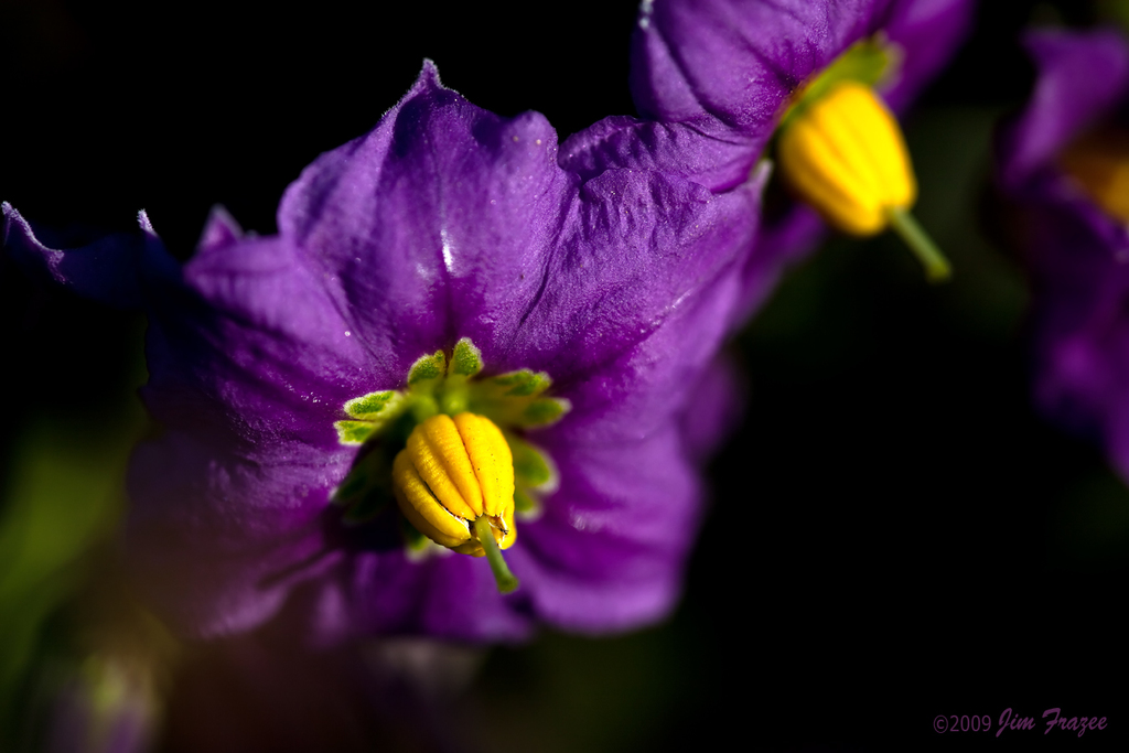 Parish's nightshade