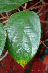 Congea griffithiana