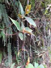 Columnea strigosa