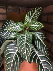 Aphelandra squarrosa