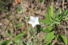 Convolvulus hermanniae