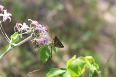 Cymaenes odilia
