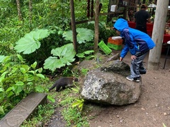 Nasua